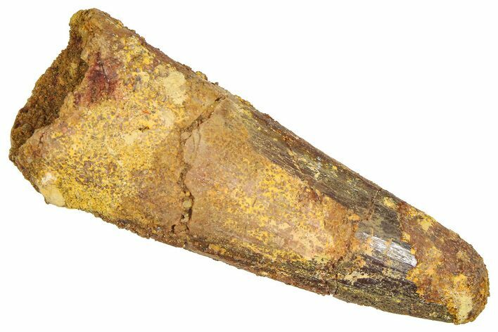 Fossil Spinosaurus Tooth - Real Dinosaur Tooth #366482